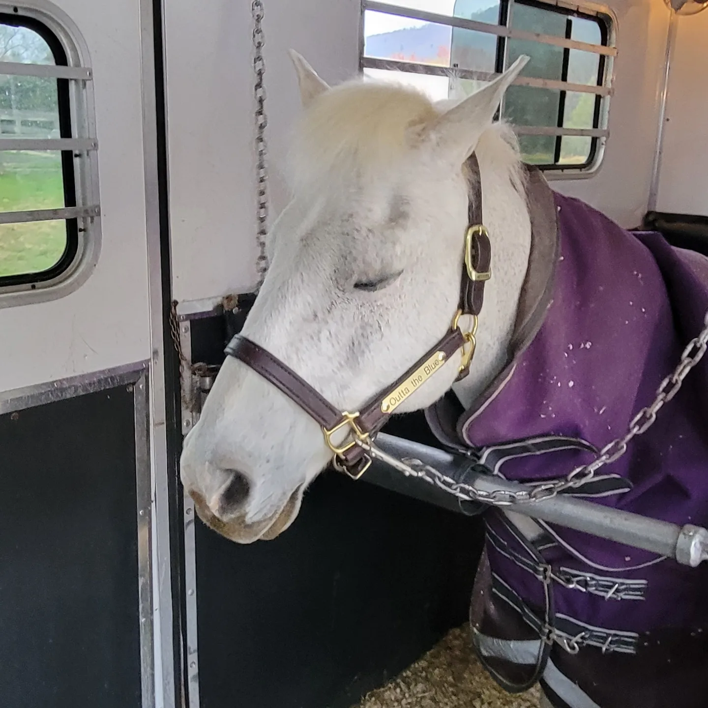 Tryon Horse Transportation